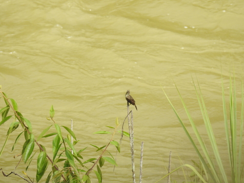Mottle-backed Elaenia (Elaenia gigas), photo 6