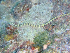 Corythoichthys conspicillatus