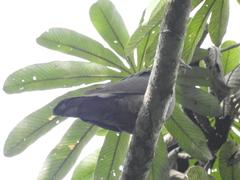 Patagioenas plumbea