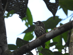 Micromonacha lanceolata