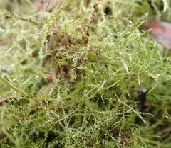 Warnstorfia fluitans