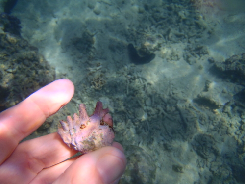 Drupina grossularia