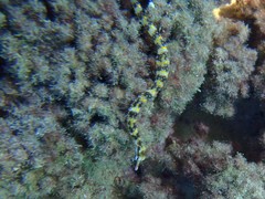 Corythoichthys conspicillatus