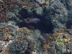 Myripristis violacea