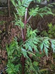 Ambrosia artemisiifolia