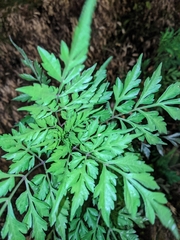 Ambrosia artemisiifolia