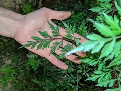 Ambrosia artemisiifolia