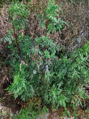 Ambrosia artemisiifolia