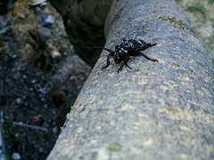 Acanthoderes funeraria