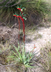 Anigozanthos manglesii