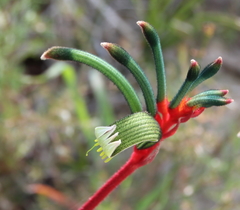 Anigozanthos manglesii
