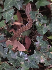 Elgaria multicarinata