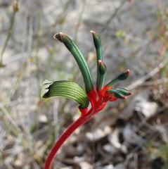 Anigozanthos manglesii