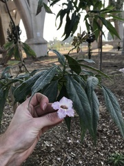 × chitalpa tashkentensis