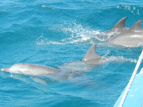 Indo-Pacific Bottlenose Dolphin