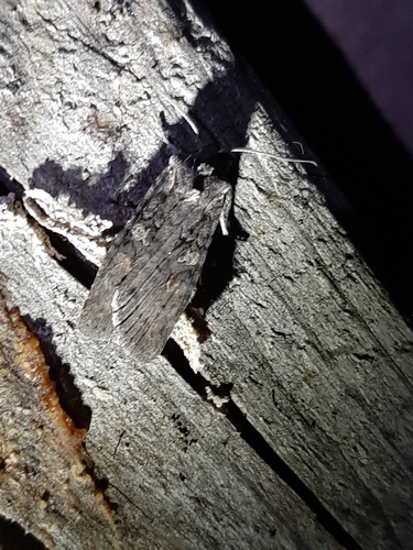 Broad Ashen Pinion photo 5