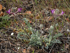 Astragalus leucolobus