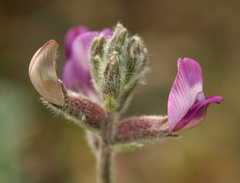 Astragalus leucolobus