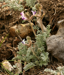 Astragalus leucolobus