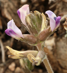 Astragalus leucolobus