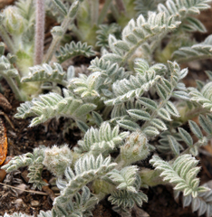 Astragalus leucolobus