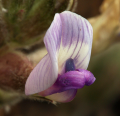 Astragalus leucolobus