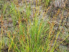 Pleea tenuifolia