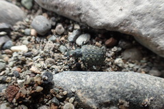 Opisthius richardsoni