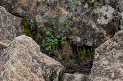 Polystichum orbiculatum
