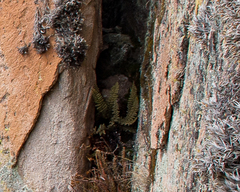 Cheilanthes pruinata