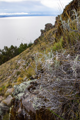 Achyrocline saturejoides