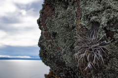 Tillandsia capillaris