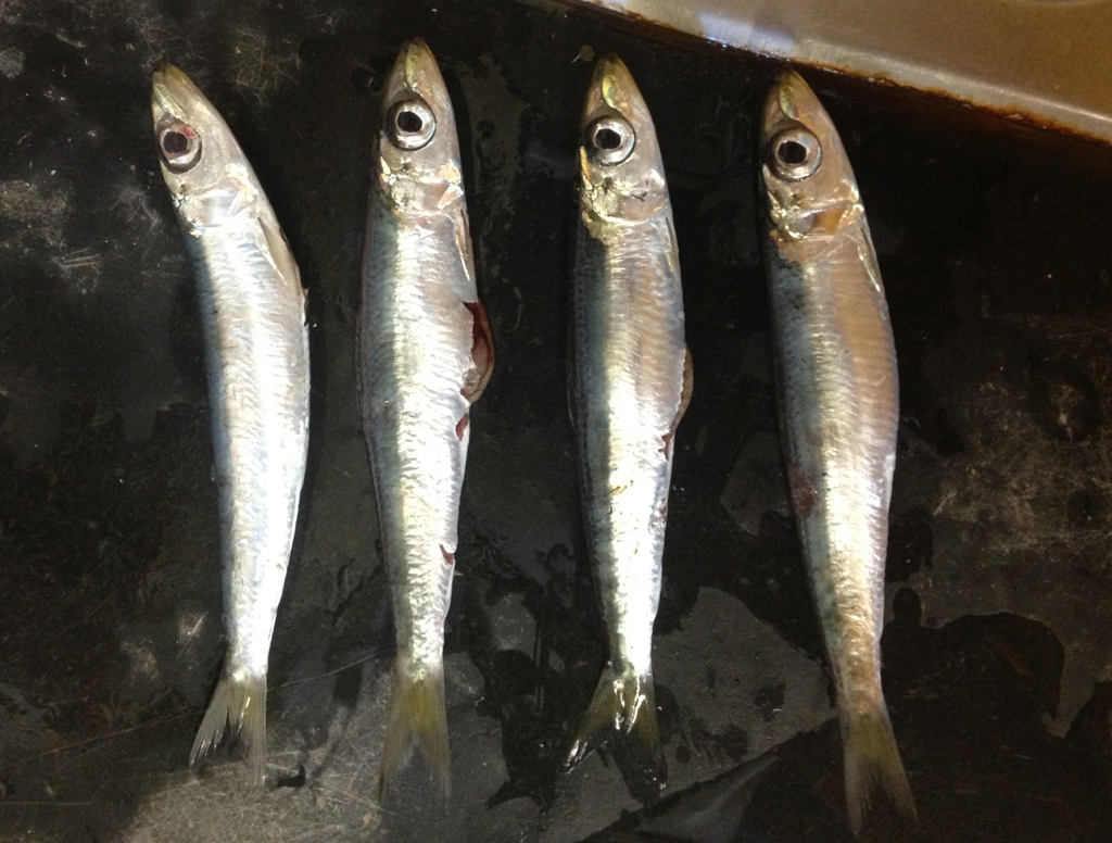 West Atlantic Round Herring