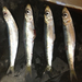 Red-eye Round Herring - Photo (c) David Remsen, some rights reserved (CC BY-NC)