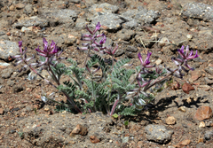 Astragalus malacus