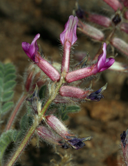 Astragalus malacus