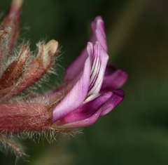Astragalus malacus