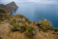 Puya mollis