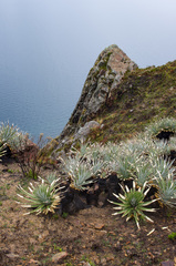 Puya mollis