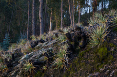 Puya mollis