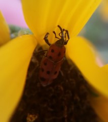 Rhodobaenus tredecimpunctatus