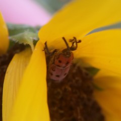 Rhodobaenus tredecimpunctatus