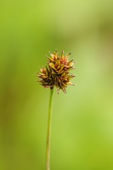 Carex pachystachya