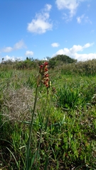 Tulbaghia capensis