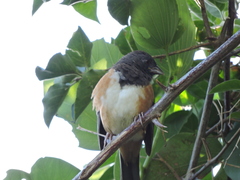 Pipilo maculatus magnirostris