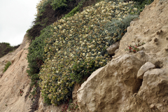 Astragalus miguelensis