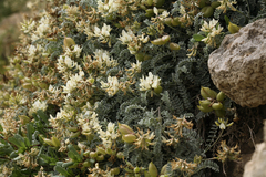 Astragalus miguelensis