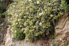 Astragalus miguelensis