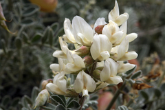 Astragalus miguelensis