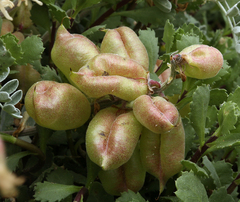 Astragalus miguelensis